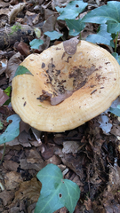 Lactarius alnicola
