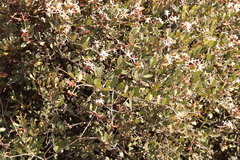 Ancylobothrys capensis