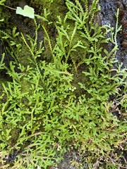 Selaginella douglasii