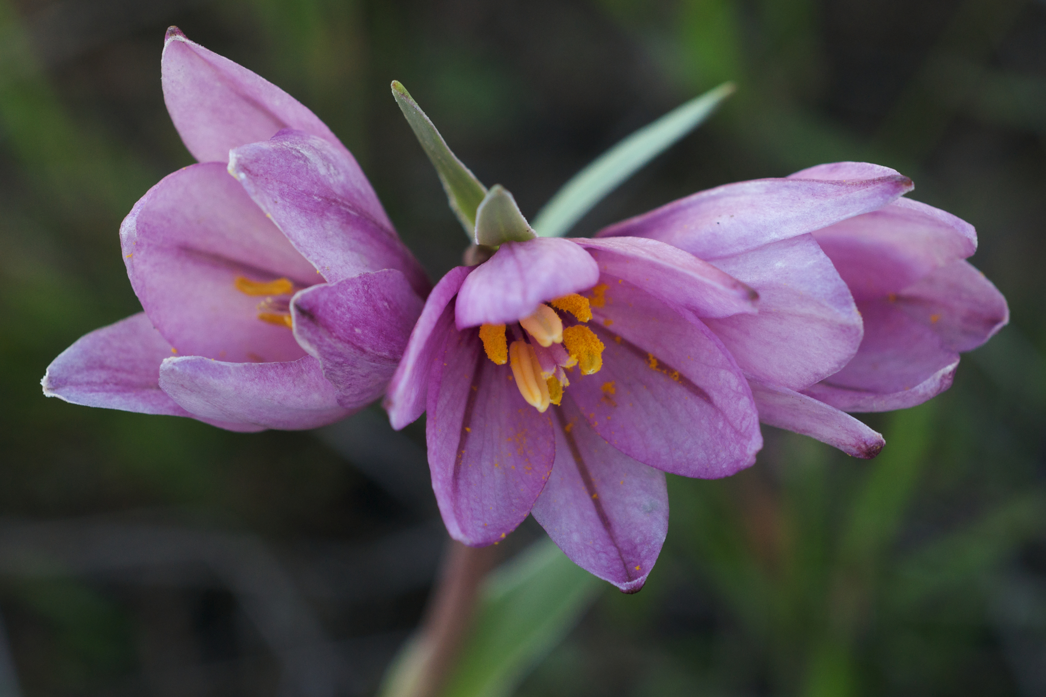Fritillaria pluriflora