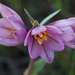 Fritillaria pluriflora - Photo (c) Eric in SF, μερικά δικαιώματα διατηρούνται (CC BY-NC-ND), uploaded by Eric in SF