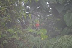 Trogon