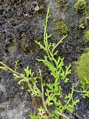 Selaginella douglasii