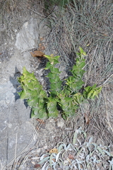 Vincetoxicum funebre