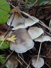 Tricholoma saponaceum