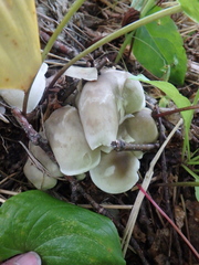 Tricholoma saponaceum