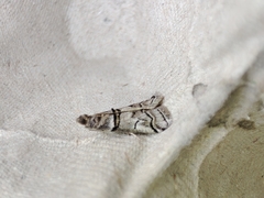 Acrobasis romanella