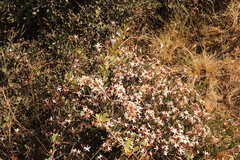 Ancylobothrys capensis