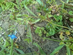 Veronica triphyllos