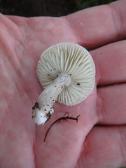 Tricholoma saponaceum