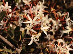 Ancylobothrys capensis