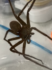 Heteropoda venatoria