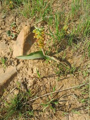 Lachenalia orchioides