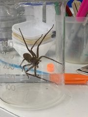 Heteropoda venatoria