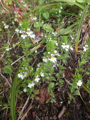 Euphrasia maximowiczii