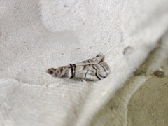 Acrobasis romanella