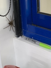 Heteropoda venatoria