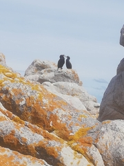 Microcarbo coronatus