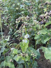 Fagopyrum esculentum