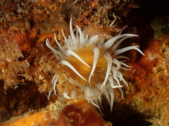 Actinothoe sphyrodeta