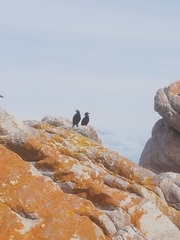 Microcarbo coronatus