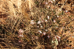 Ancylobothrys capensis