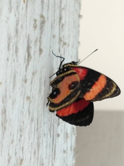 Callicore pitheas
