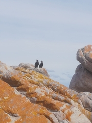 Microcarbo coronatus