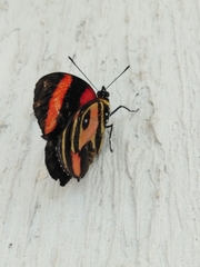 Callicore pitheas