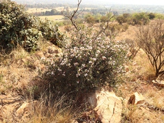 Ancylobothrys capensis
