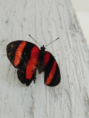 Callicore pitheas