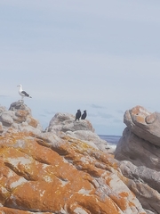 Microcarbo coronatus