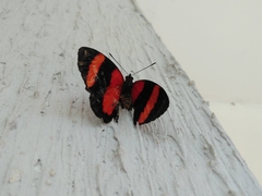 Callicore pitheas