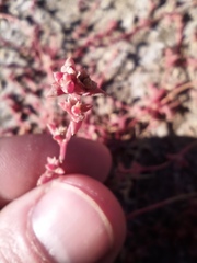 Suaeda prostrata