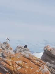 Microcarbo coronatus