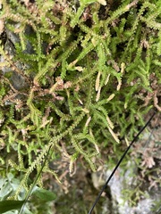 Selaginella douglasii