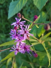 Vernonia