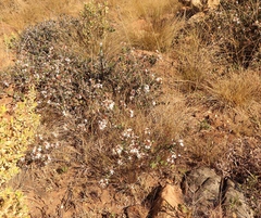 Ancylobothrys capensis