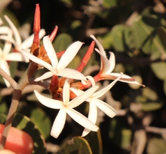 Ancylobothrys capensis