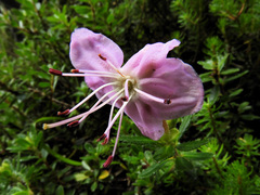 Rhodothamnus chamaecistus