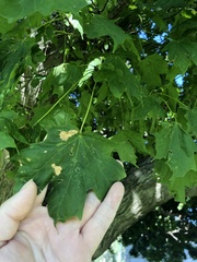Acer saccharum
