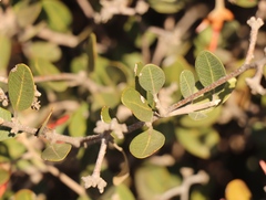 Ancylobothrys capensis