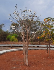 Tabebuia roseoalba