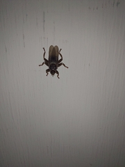 Hippoboscidae