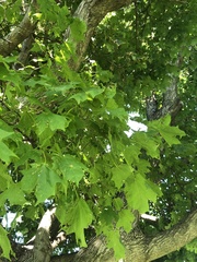 Acer saccharum