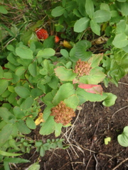 Spiraea beauverdiana