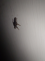 Hippoboscidae