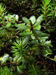 Rhodothamnus chamaecistus