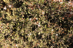 Ancylobothrys capensis