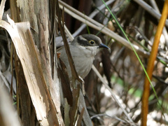 Melithreptus brevirostris